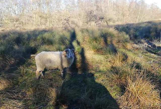 Ramschedel heideschaap, volle horenkrul — foto 5