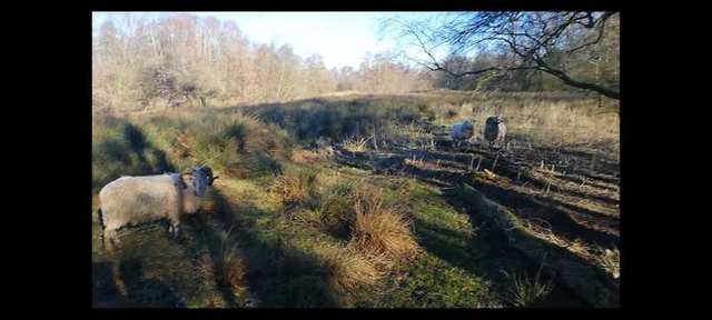Ramschedel heideschaap, volle horenkrul — foto 6